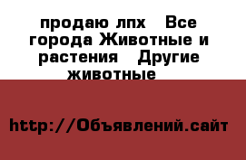 продаю лпх - Все города Животные и растения » Другие животные   